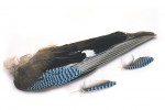 Jay wing hackles per 10